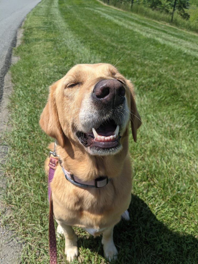 Love-Based Dog Walking - About Us, Albany, NY
