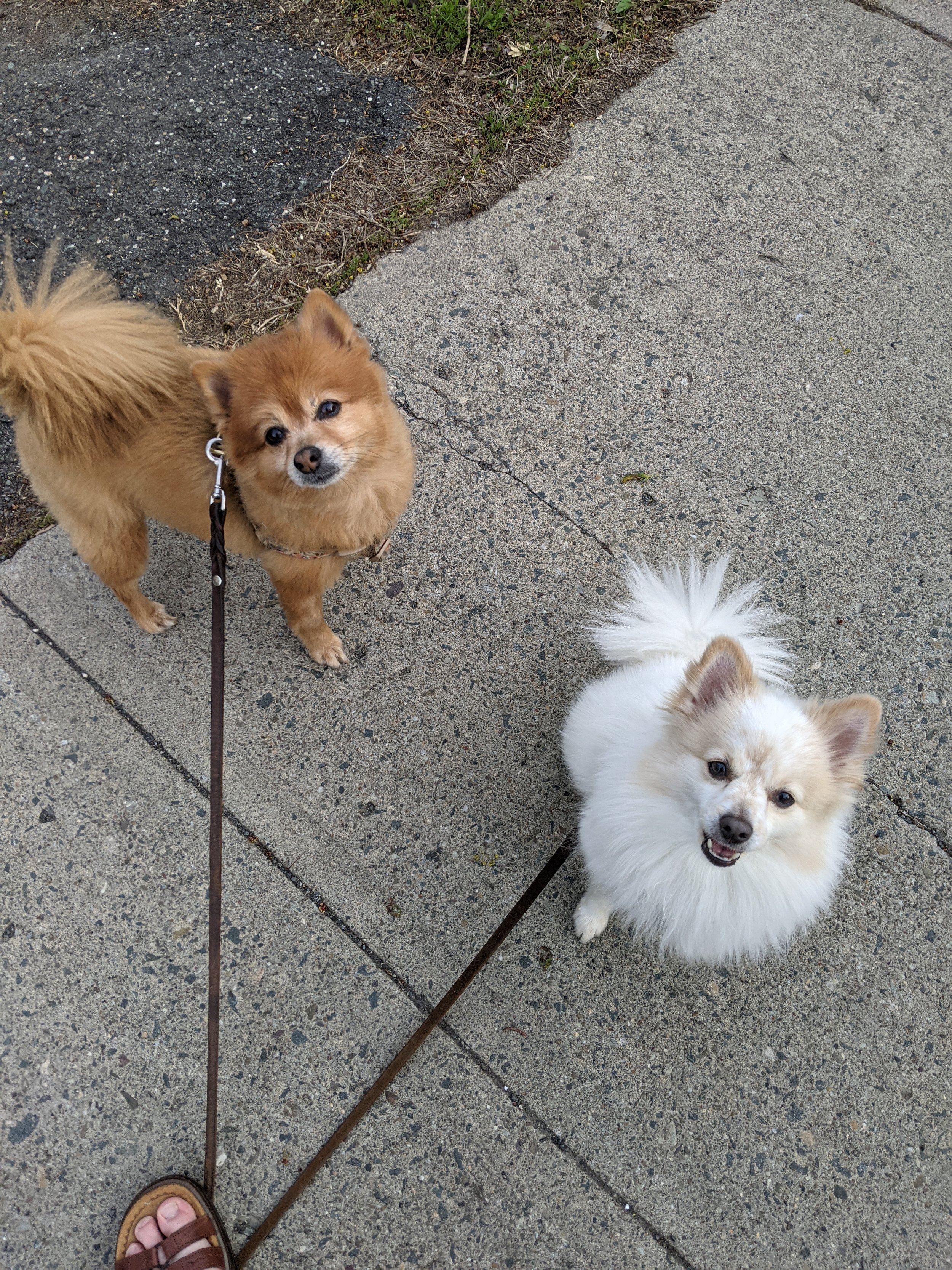 Contact Us About Dog Walking & Pet Care, Albany, NY