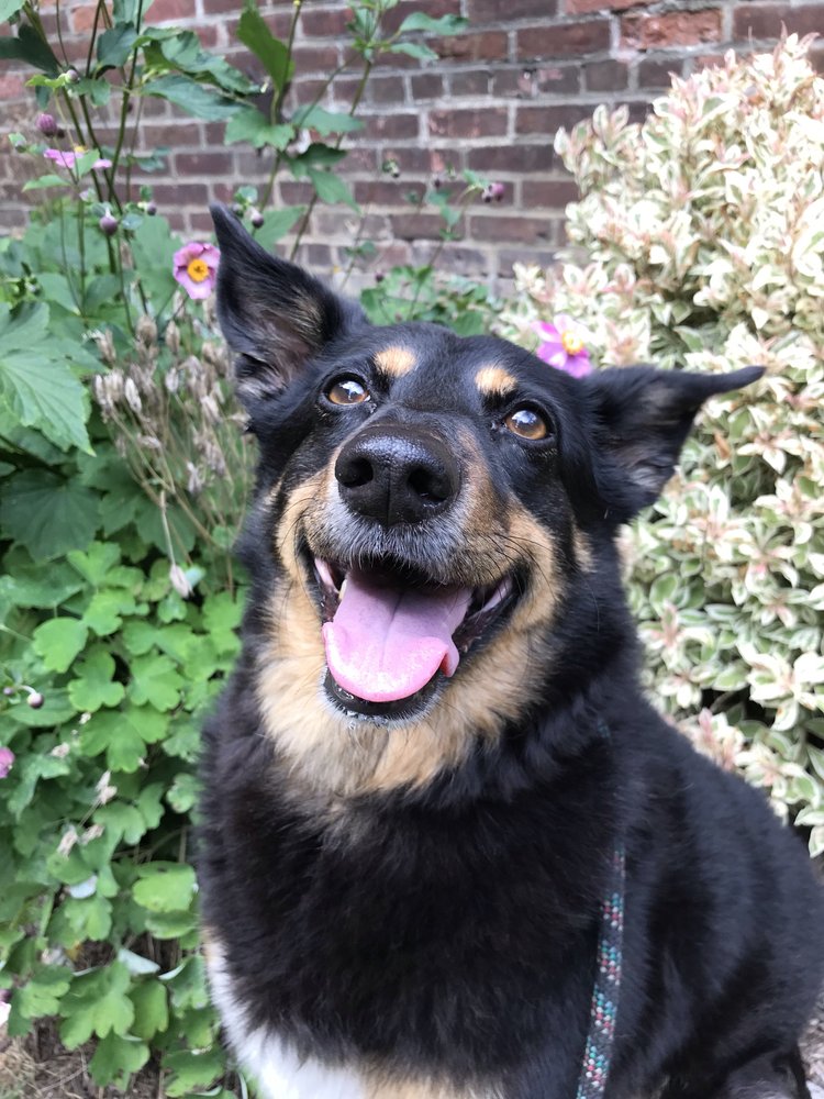 Love-Based Dog Walking, Albany, NY