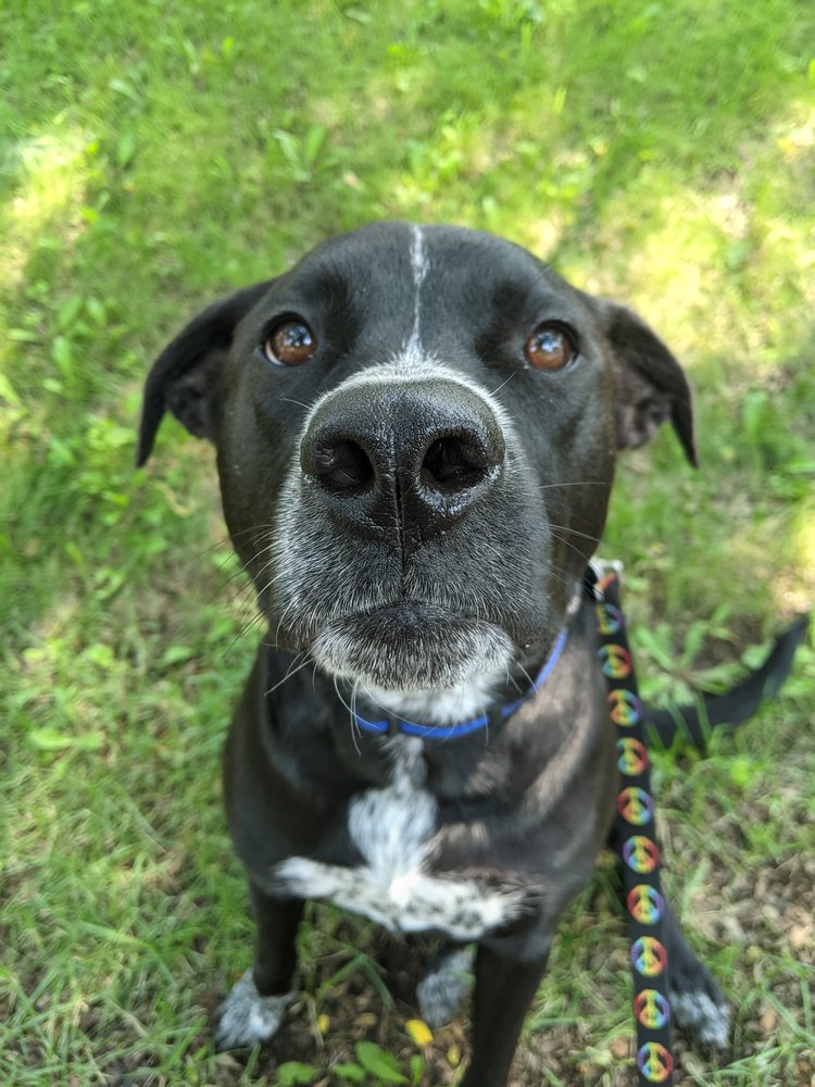 Love-Based Dog Walking - About Us, Albany, NY