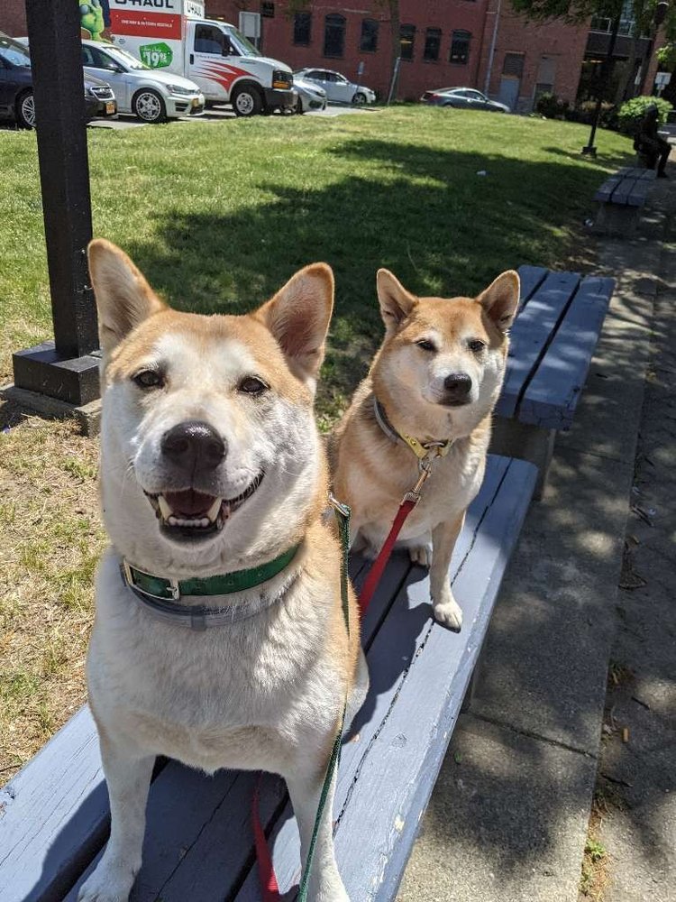 Love-Based Dog Walking, Albany, NY