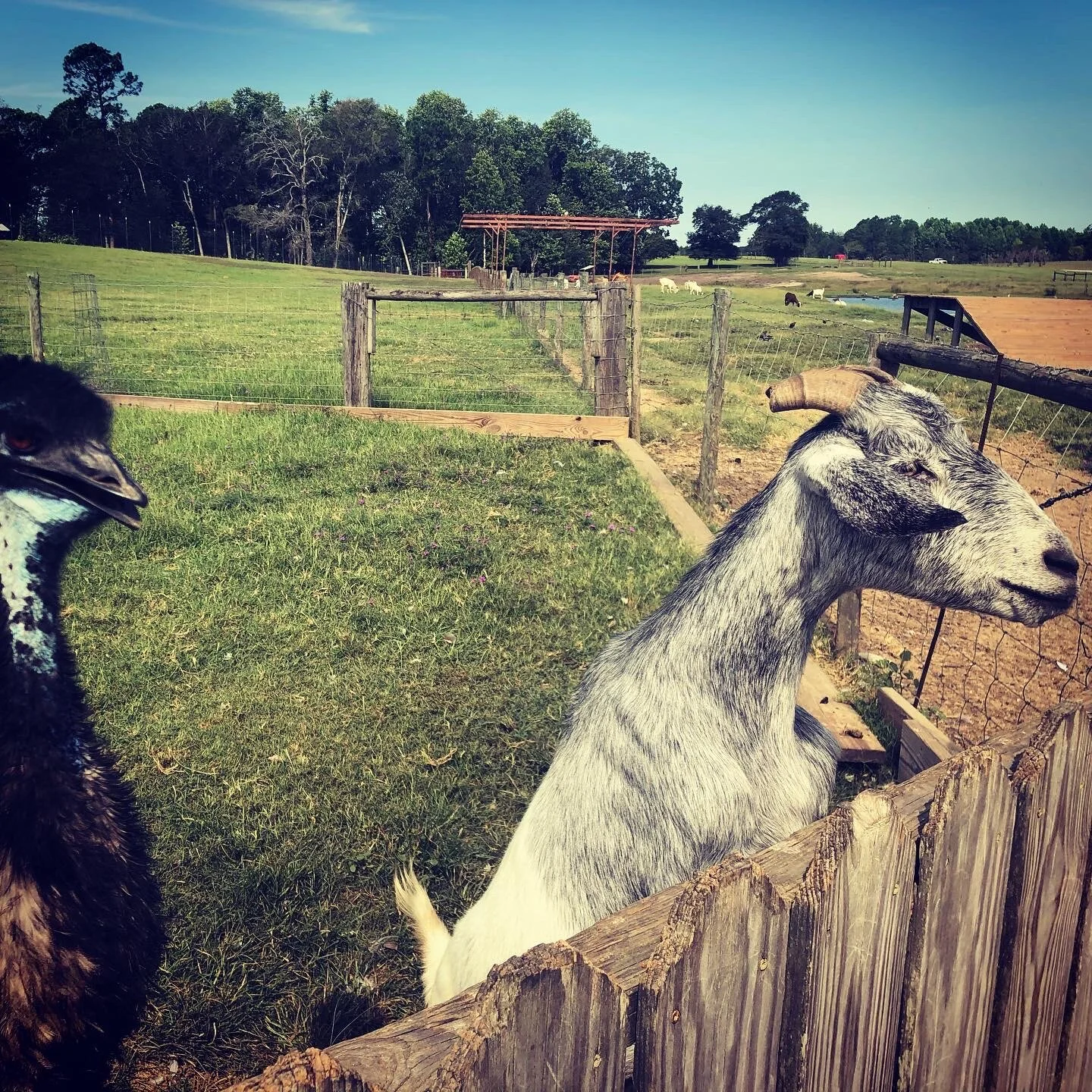 Brandon and I visited a petting zoo on the way back from Hilton Head