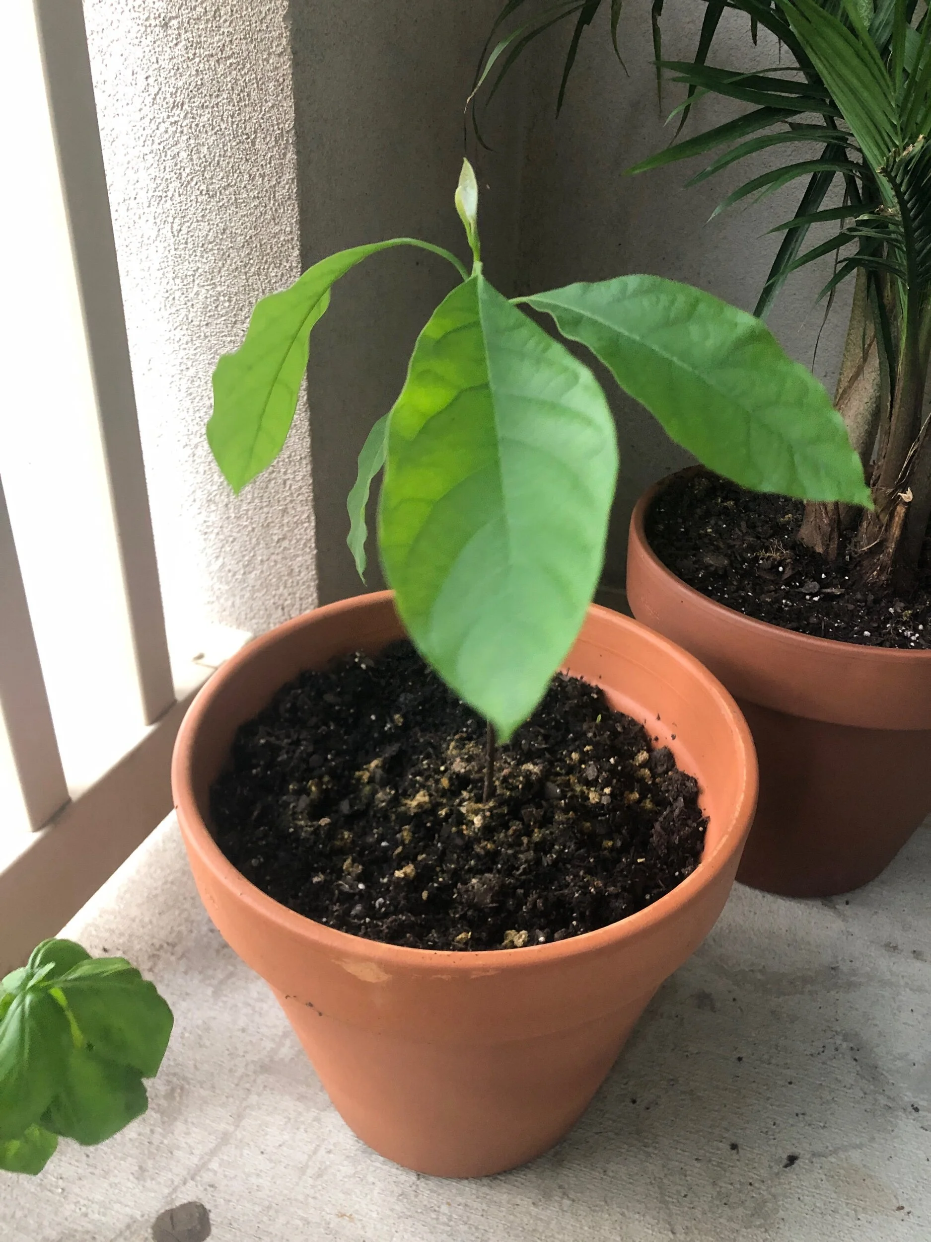 It’s even bigger than this now!