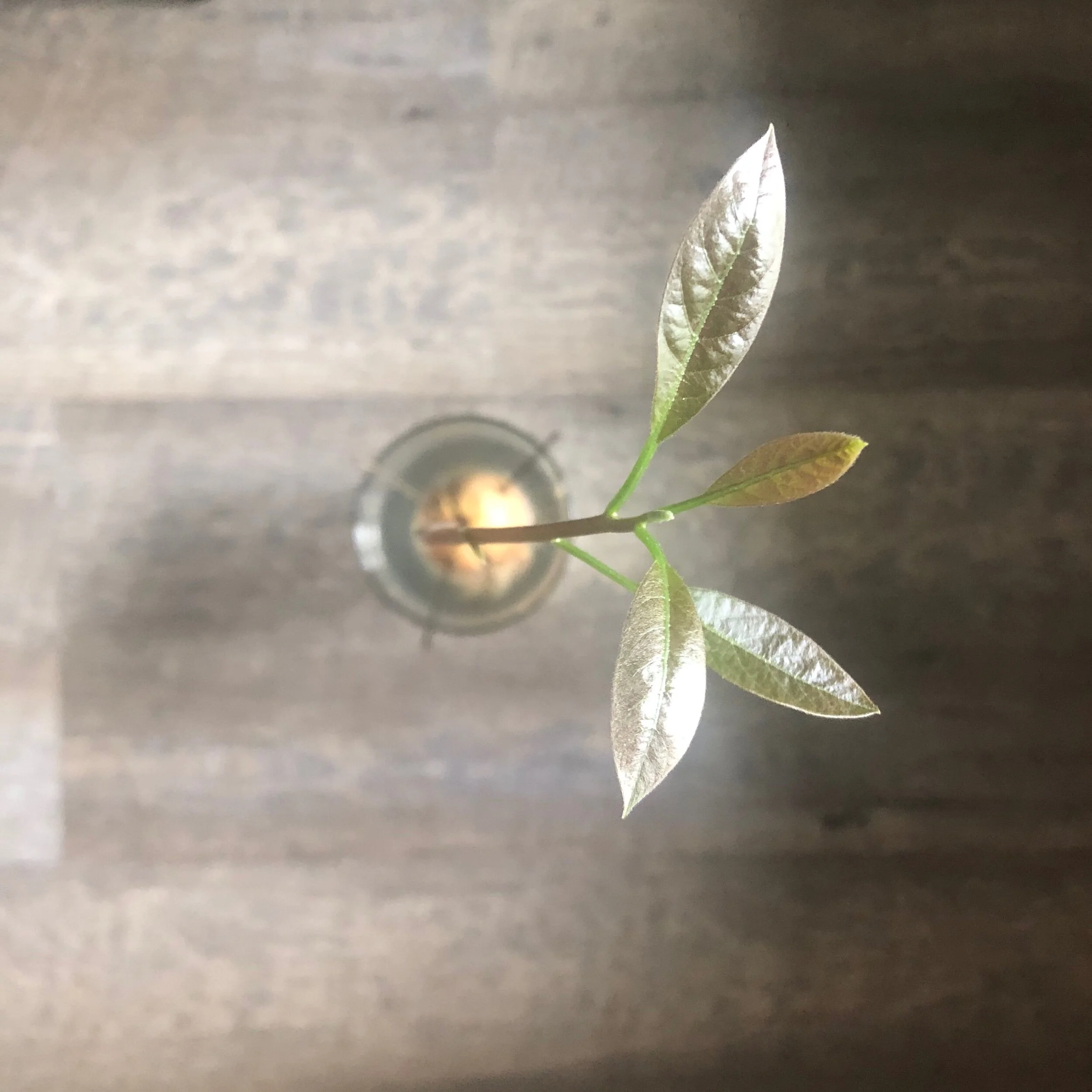 I grew an avocado tree from a pit!