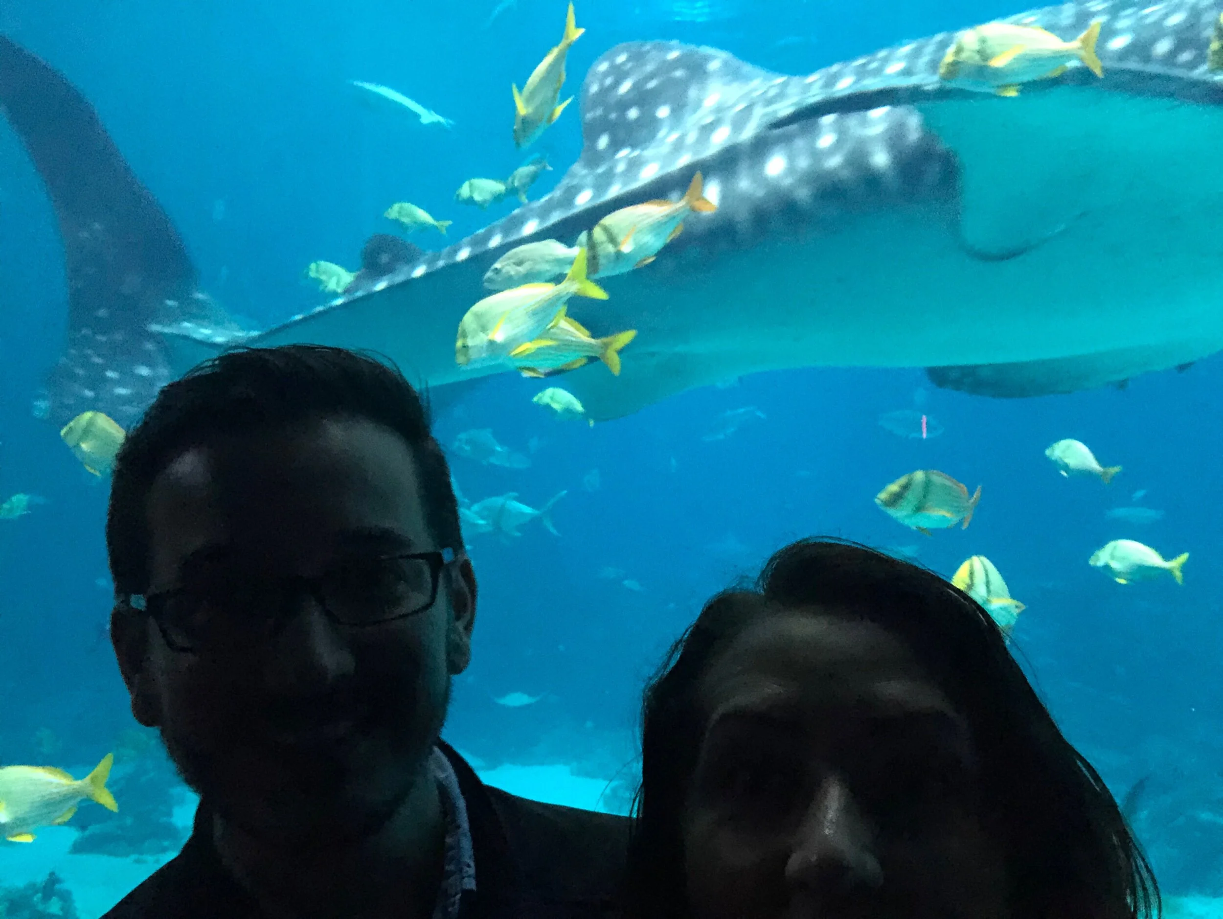 I took one of my best friends (Ryan Kellar) to see the whale sharks (his favorite animal in the world that is not his cat Milo)