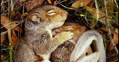 Squirrel Pops & Shy Spines