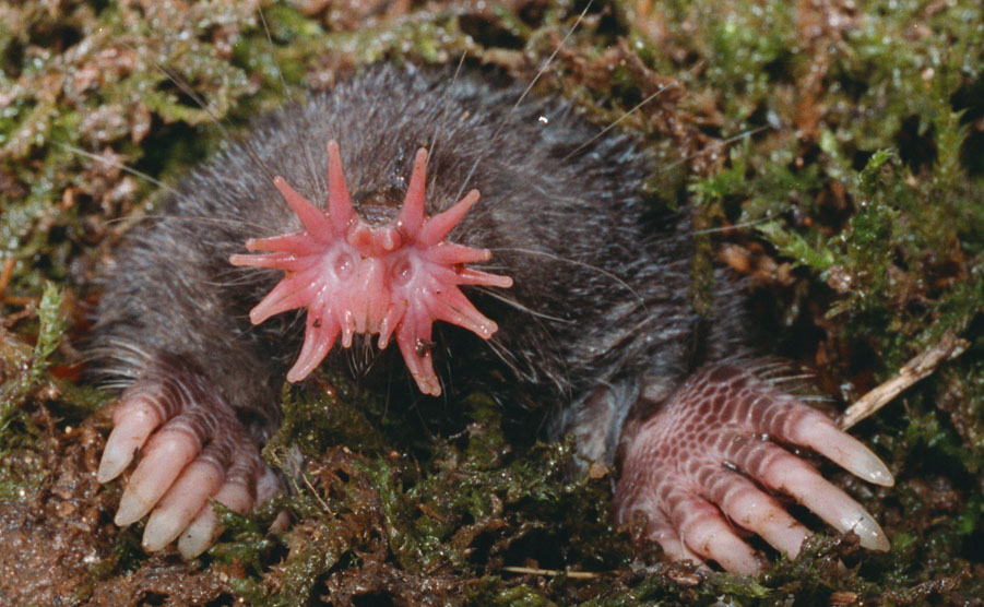 Learning about touch sensation from an unlikely creature, the star-nosed mole