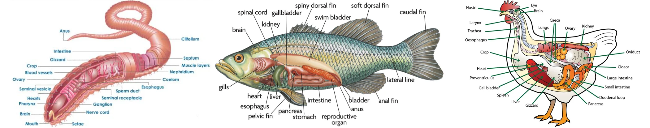 Ask a Neuroscientist: Why does the nervous system decussate?