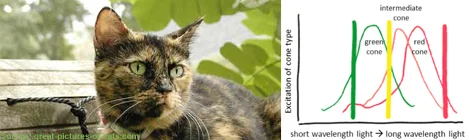 Ask a Neuroscientist: Human Tetrachromacy