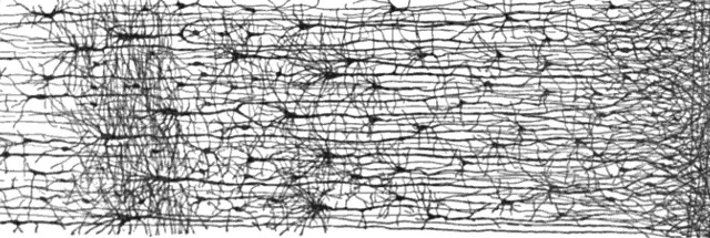 Cajal_cortex_drawings