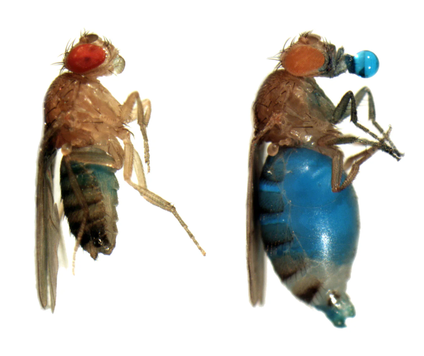 Above: A normal fly after feeding. It will stop eating available food when it is full. Right: An insatiable fly after feeding. It will continue to eat as long as food is available, ultimately resulting in death. Blue is sugar water labeled with food coloring. Image credit: Allan-Hermann Pool, Kristin Scott’s Lab at UC Berkeley.
