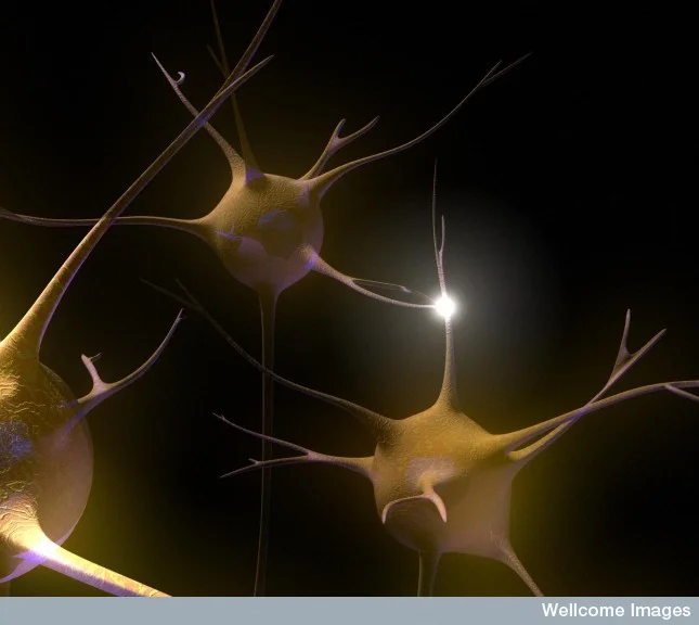 Ask a Neuroscientist: How many types of neurons are there?