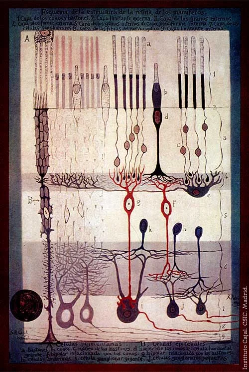 One of Santiago Ramon y Cajal's famously precise drawings of neurons. From "Structure of the Mammalian Retina" Madrid, 1900.
