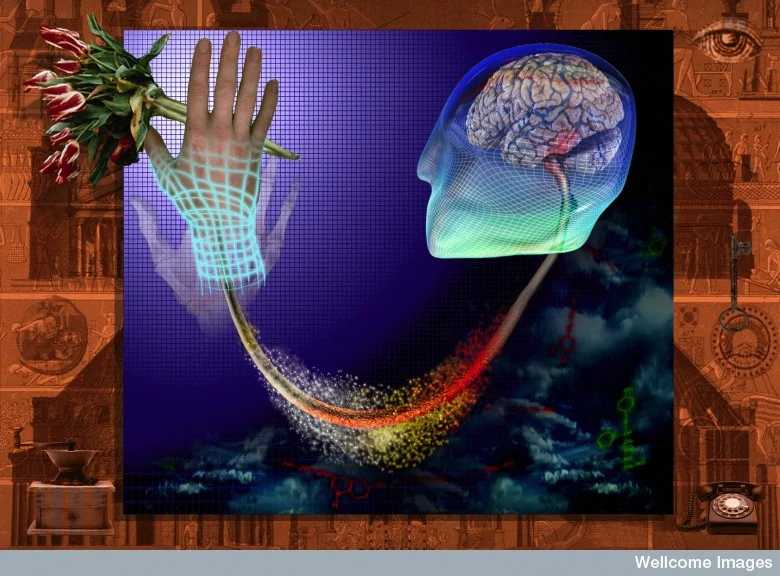 Ask a Neuroscientist: The Limits of Handedness