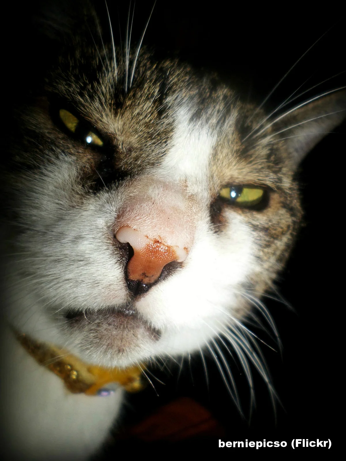 To Sleep, Perchance to Feed the Cat