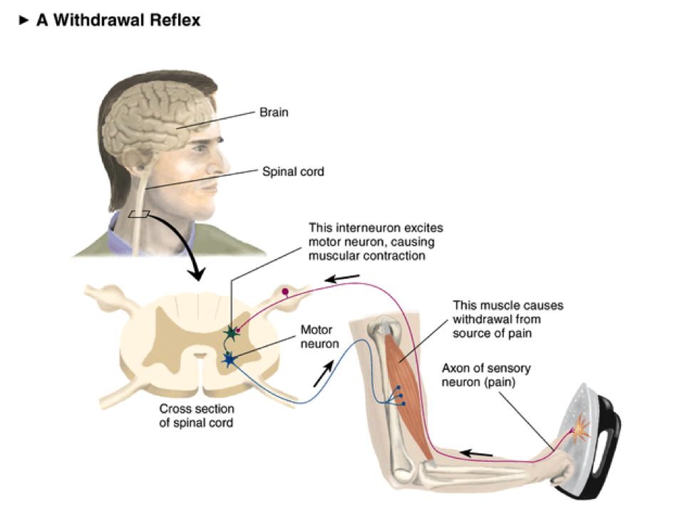 Neuwrite West Ask A Neuroscientist Thinking Beyond The Halle Berry Neuron