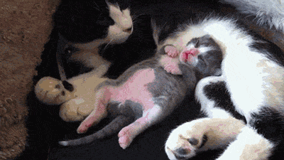 New in Neuroscience: How twitching in your sleep helps your brain develop