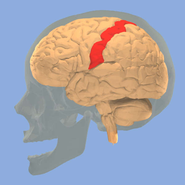 The somatosensory cortex. Source: Wikipedia Commons