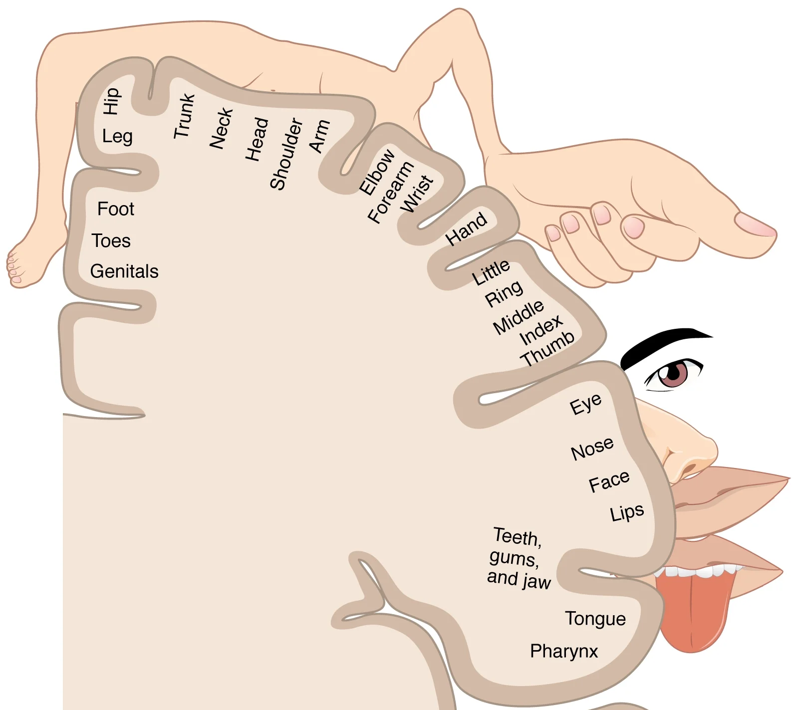 The sensory homunculus. Source: Wikipedia Commons
