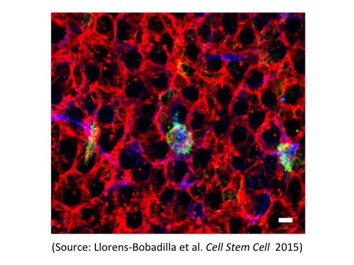 New in Neuroscience: Activating Dormant Neural Stem Cells for Brain Repair