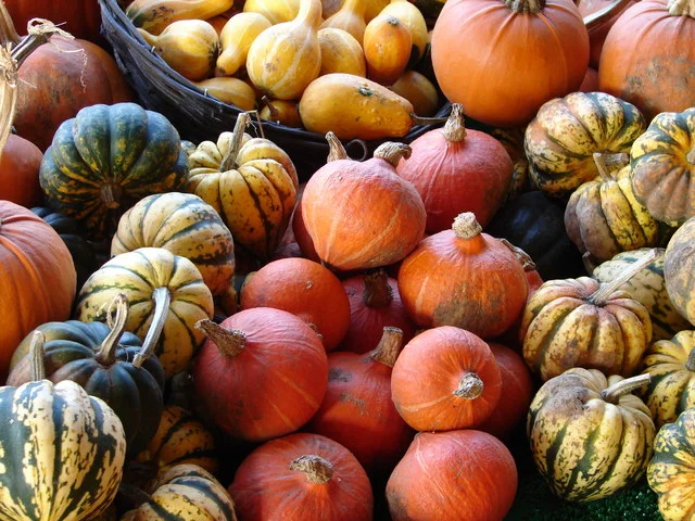 Gourds! Squash! Author: Ian Patterson.