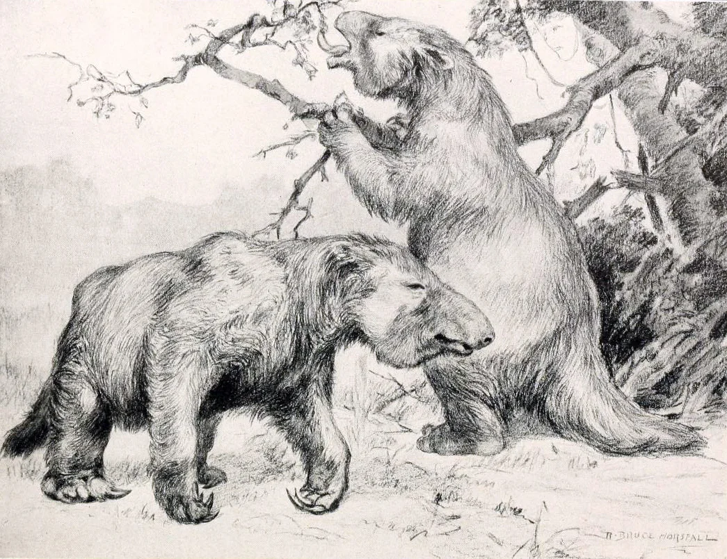Restoration of Giant Ground Sloths ( M. americanum) by Robert Bruce Horsfall . Source: Wikipedia