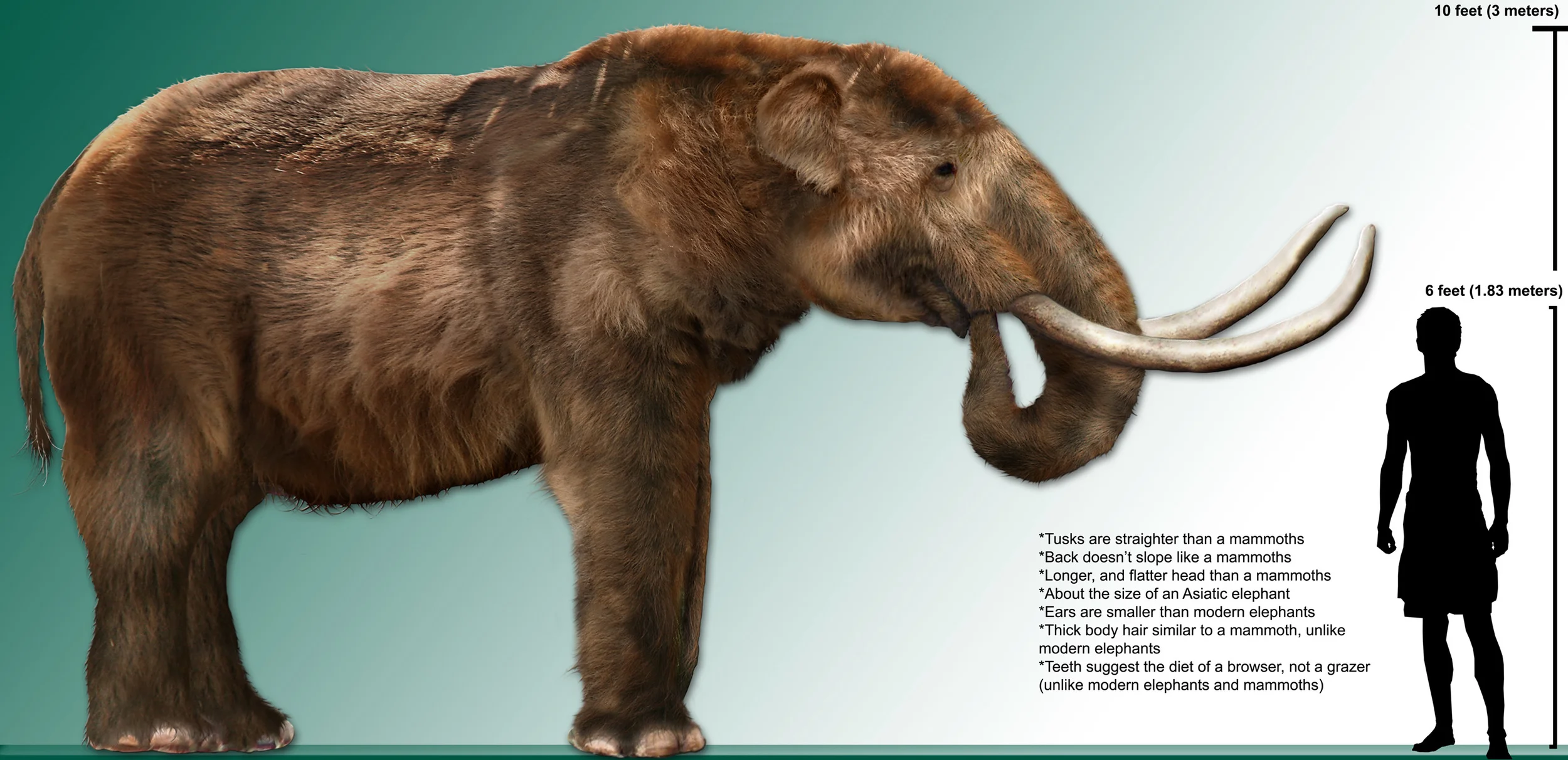 Mastodon, the natural predator of bitter squashes and gourds. Source: Wikipedia