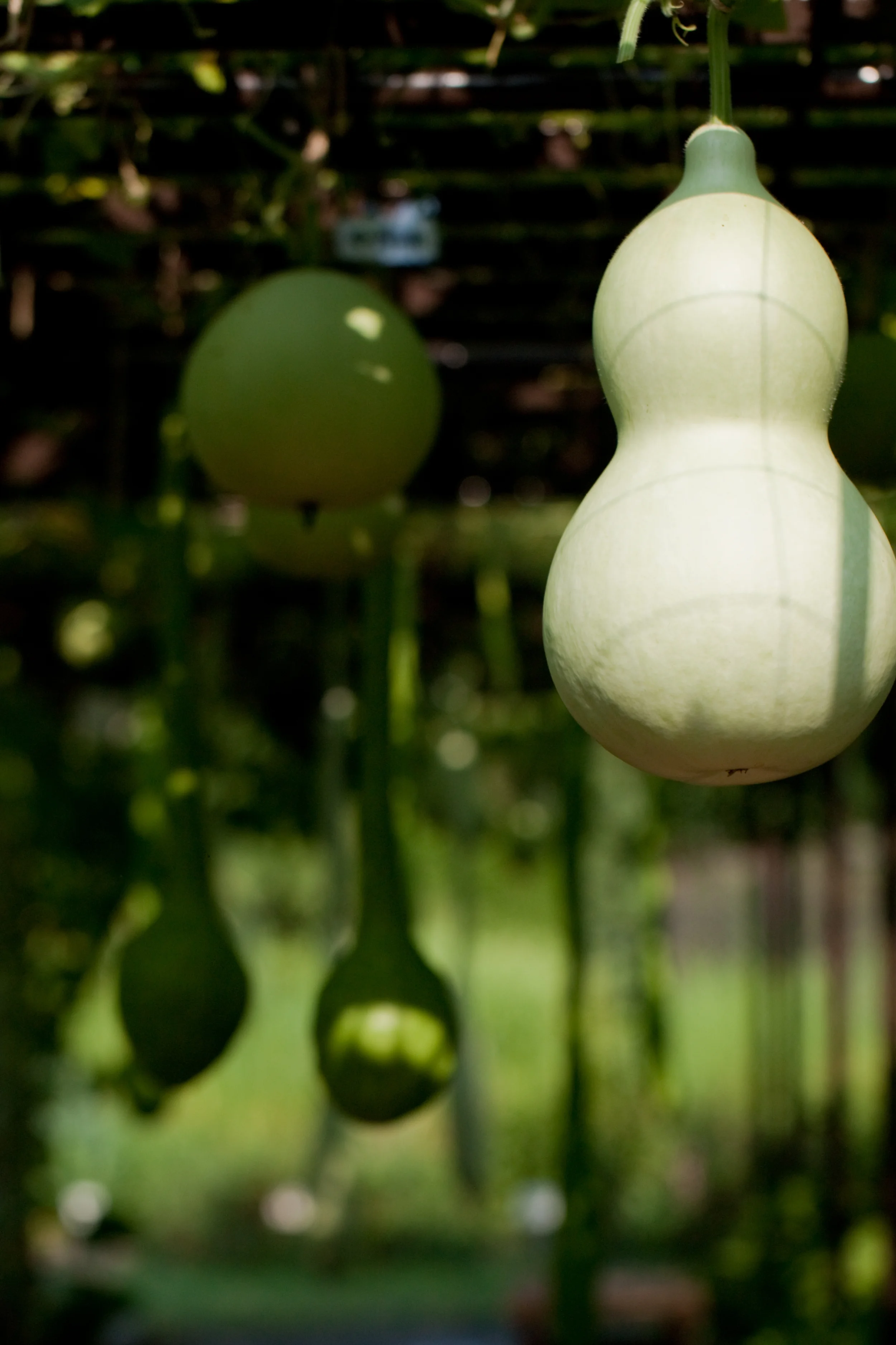 No accounting for taste? Giant sloths, ancient pumpkins, and evolutionary genetics in bitter taste receptors.