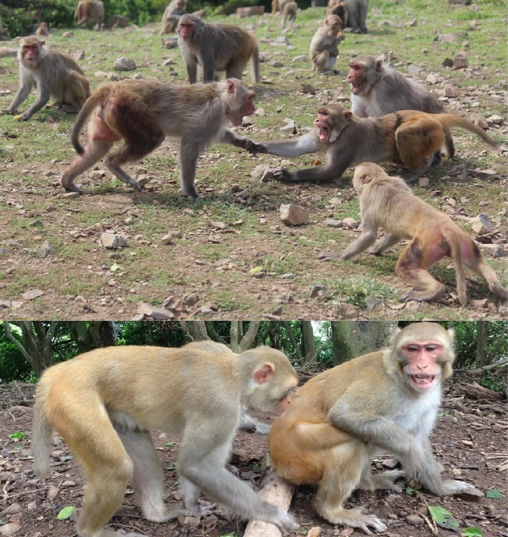 Top: Acts of aggression can result in lethal injuries in the socially living rhesus macaque monkeys. Unnecessary violence can be avoided by establishing strict dominance hierarchies in which individuals show their dominant or submissive status. Photo by Kevin Rosenfield. Bottom : Rhesus macaque monkey being displaced by another individual. The monkey on the right is displaying a fear grimace, a signal of submission from which researchers infer the dominance of the monkey on the left. Photo by Dr. Alexander Georgiev.