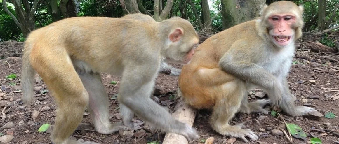 Is dominance in your blood?