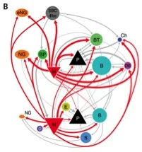 Fig 3: Map of cortical circuitry (Panel from Fig 6 in Jiang et al. 2015)