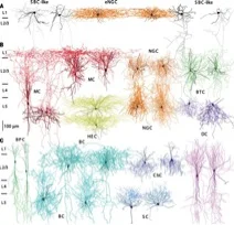 To understand the brain, meet the players involved: characterizing the cell types of the cortex