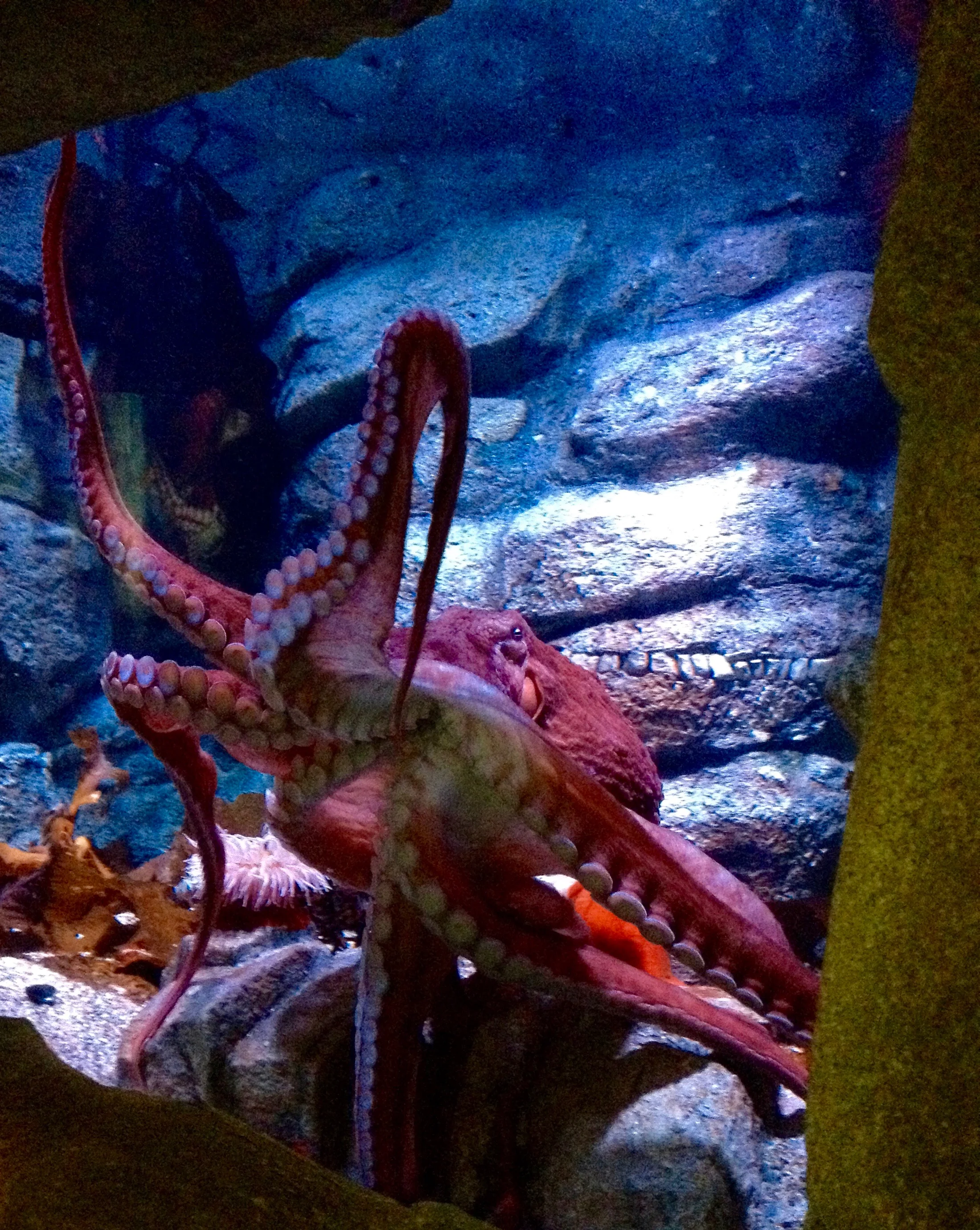 2 hands giving you trouble? Try coordinating 8 tentacles!