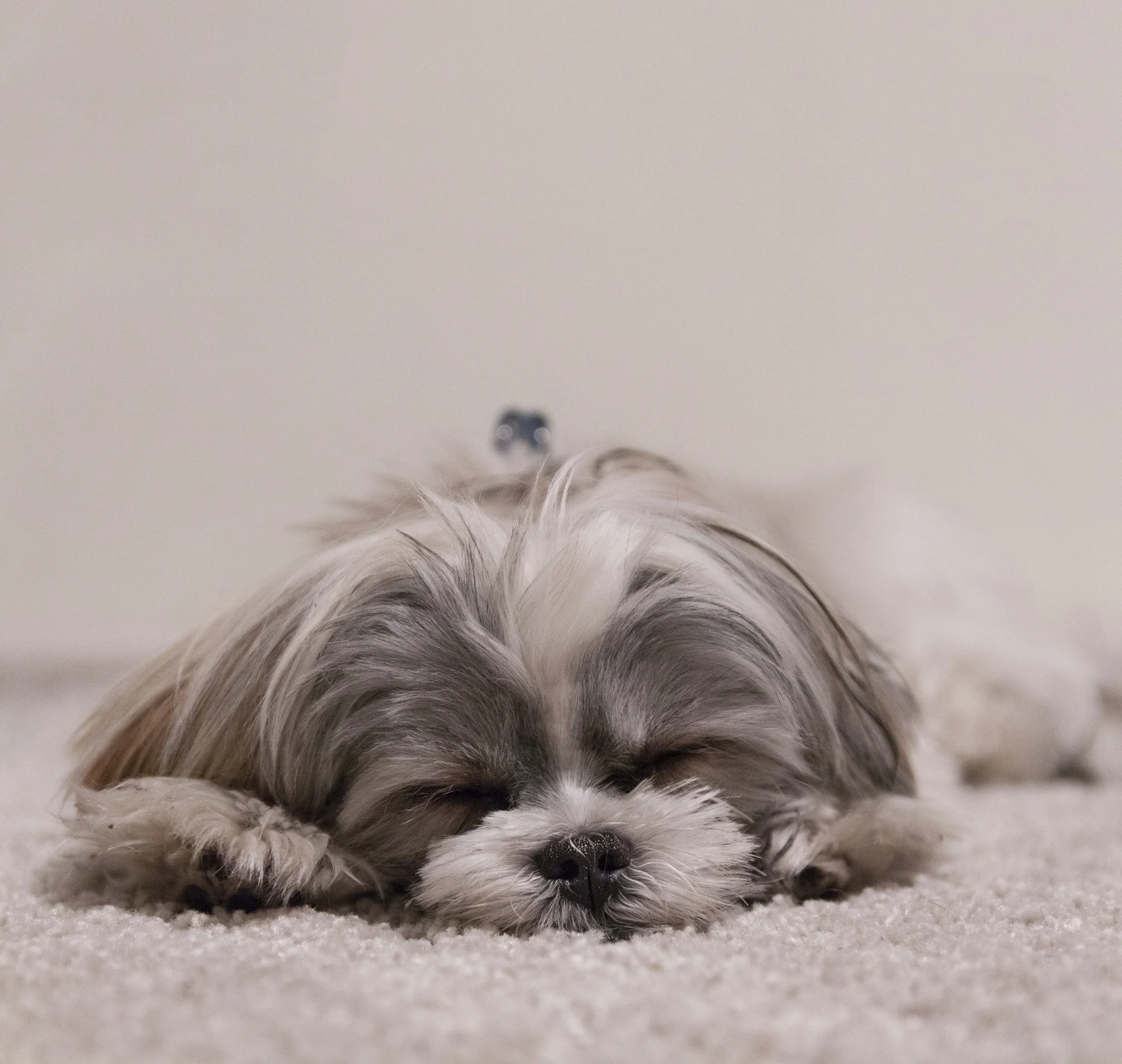 What links pharmacology, dog breeding, and big data?