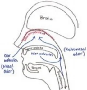 Fig. 2 Not all odors become smells. Nasal odors are interpreted as smell, odors inhaled through the throat are associated with taste. Photo courtesy of Amanda Greene.