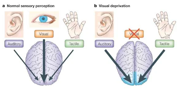 Fig. 1 In the absence of visual input, the visual cortex is used to process non-visual sensory information (Figure taken from Merabet et al., 2005).