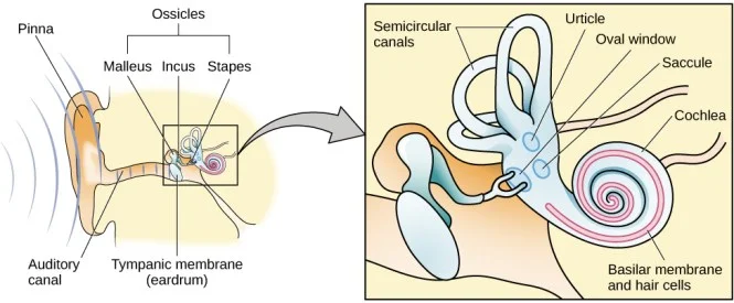 Fig 1. How sound waves travel through the ear. 