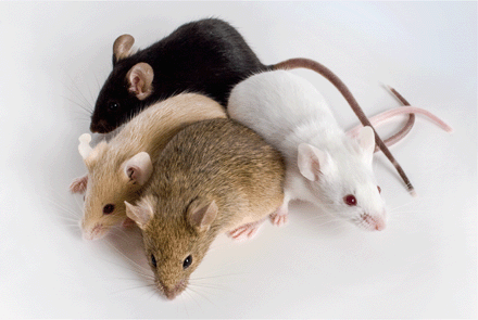 The Best-Laid Schemes of Mice and Men.