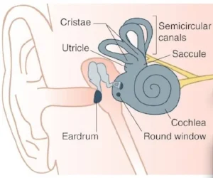 Hearing in the mouse of Usher, Brigande JV (2017) Nature Biotechnology