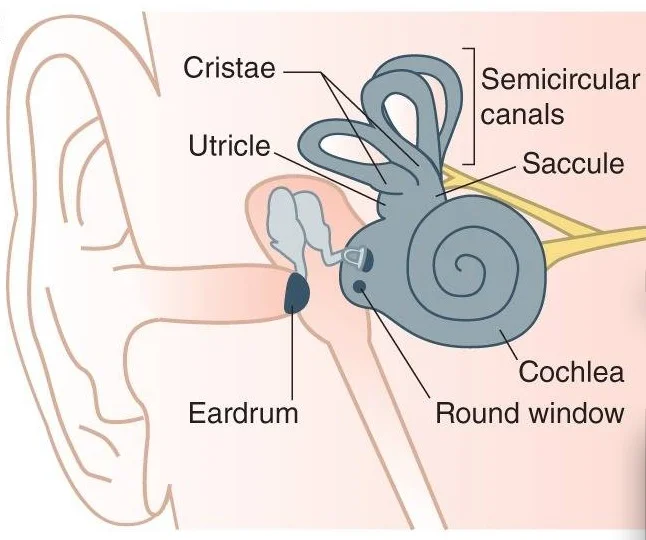 Healing hairs that help us hear