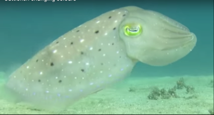 cuttlefish_1.png