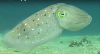 Cuttlefish camouflage reveals how they see the world