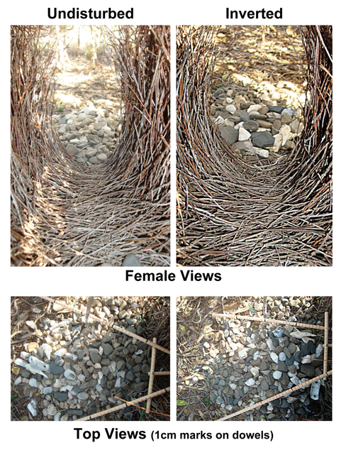 A bowerbird bower and court. Endler, Endler and Doerr 2010, Current Biology . In the left image, the rocks are arranged small to large, and in the right, large to small. Notice the difference in appearance from the female’s perspective.