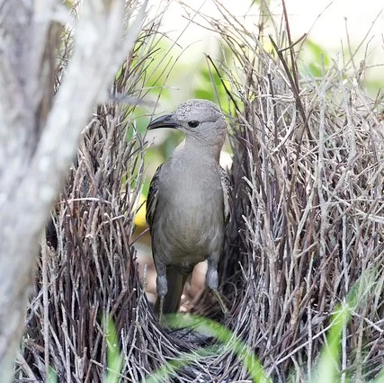 Caution: Objects in the Bower May Be Smaller Than They Appear