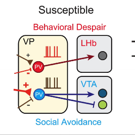 A Novel Neural Circuit Saps Pleasure in Model of Depression