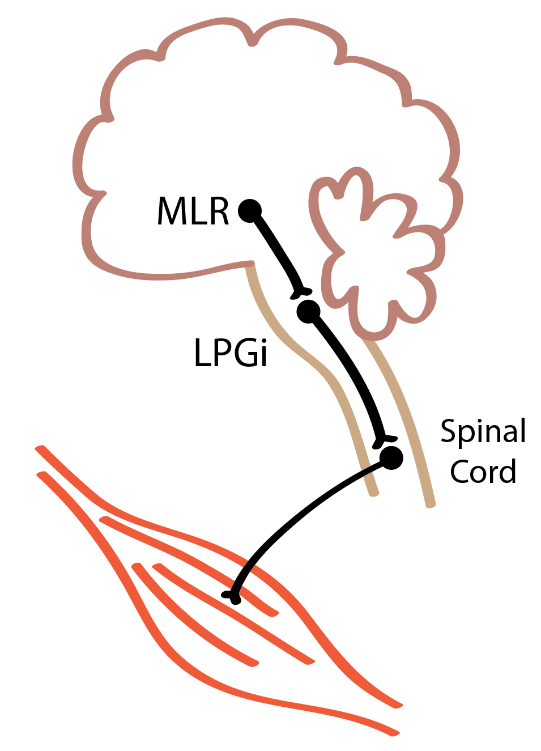 Kathy_MLR_diagram.png