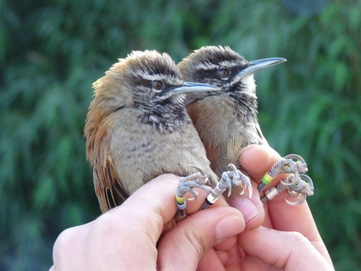 Central American wrens sing lovely, synchronized duets. Image courtesy Dr. Peter Slater and Dr. Nigel Mann.