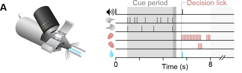 Figure 1. Graphics show the experimental setup that the researchers used. ( A ) In each trial, two streams of random, temporally Poisson-distributed air puffs were delivered to the left and right whiskers. After a delay, mice licked one of two lick ports indicating the side with more cumulative puffs to receive a water reward. Gray-shaded regions from left to right: cue period, delay, intertrial interval. Decision lick: first detected lick after the delay. Source: Deverett et al., 2018.