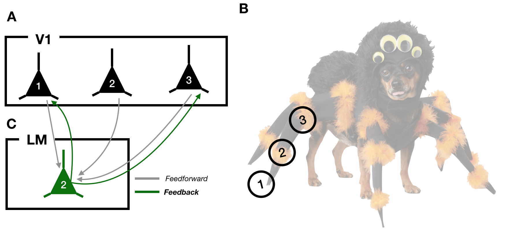 Diagram 1: A) A schematic of 3 neurons in primary visual cortex, V1. B) An example visual input, the spider-dog. The circles labeled 1, 2, and 3 correspond to the parts of the image that each neuron in (A) responds to. C) An LM neuron receiving feedforward inputs from V1 (grey lines) and sending feedback projections (green lines) back to a subset of V1 neurons.
