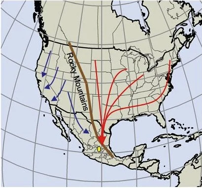 Each year, the monarch butterflies migrate between Canada, the US, and Mexico. Image courtesy the Reppert Lab.
